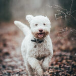 Šárka Bušová a Gaia, štěně lagotto romagnolo